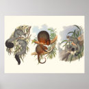 Search for possum posters Nature
