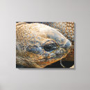 Search for tortoise canvas prints Animals
