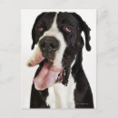 Search for harlequin great dane Humour