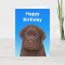 Search for chocolate labrador cards Dog lover