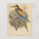 Search for vintage bee postcards Bird