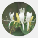 Search for honeysuckle stickers Flowers