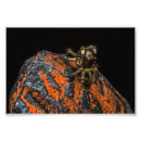 Search for jumping photography Bug