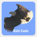 Search for bird eagle stickers Wildlife