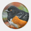 Search for red eye magnets Wildlife