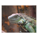Search for pet lizard posters Iguana