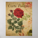 Search for perfect rose postcards Vintage