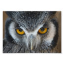 Search for black white owl posters Bird