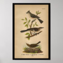 Search for mockingbird art Ornithology