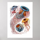 Search for vintage jellyfish posters Illustration