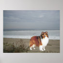 Search for collie painting posters Sheepdog
