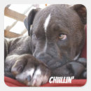 Search for bull terrier lover stickers Pitbull