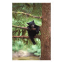Search for omnivorous posters Carnivore