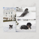 Search for first dog postcards Pet