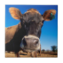 Search for cow tiles Danita delimont