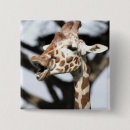 Search for zoo square badges Fauna