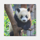 Search for panda magnets Animal wildlife