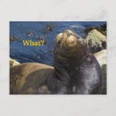 Search for cute lion postcards Sea