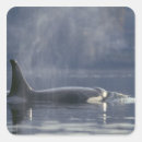 Search for orcas stickers Animal