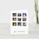 Search for cute cat image cards Photography