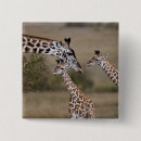 Search for habitat square badges African