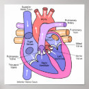 Search for human heart posters Pulmonary artery