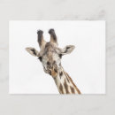 Search for tanzania postcards Vacation