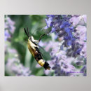 Search for nectar posters Bees