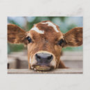 Search for cutest postcards Farm