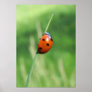 Search for ladybug posters Good luck