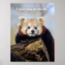 Search for red panda posters China