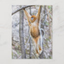 Search for monkey photos postcards Edangered species
