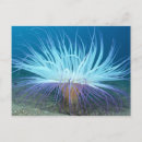 Search for aquatic postcards Flower