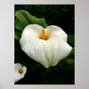 Search for calla posters Nature