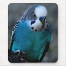 Search for parakeets mouse mats Nature