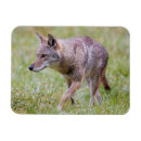 Search for danita delimont magnets Cades cove