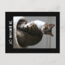 Search for handsome postcards Animal