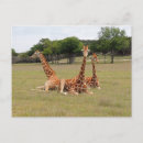 Search for ungulate postcards Mammal