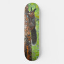 Search for pine skateboards Forest