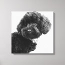 Search for poodle canvas prints Dog