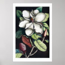 Search for vintage magnolia posters White