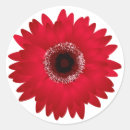 Search for african daisy gift wrap Gerbera