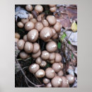 Search for fungus posters Mushroom