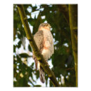 Search for sparrowhawk Wildlife