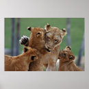 Search for lion photography posters Wild