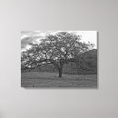Search for black oak tree art California