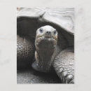Search for tortoises postcards Galapagos