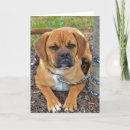 Search for puggles cards Puppy