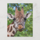 Search for giraffe face postcards Portrait