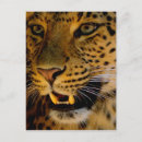 Search for leopard spots postcards Predator